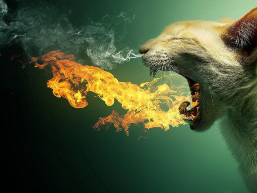 Fire Breathing Cat