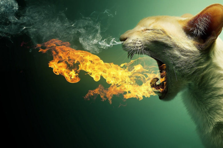 Fire Breathing Cat