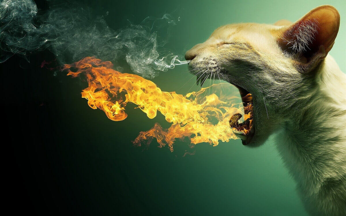 Fire Breathing Cat
