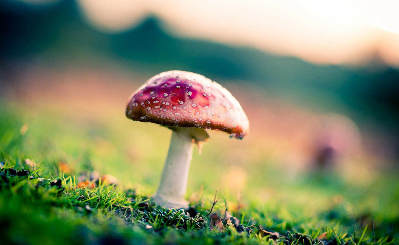 Mushroom